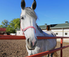 Hodowla i ochrona zwierząt towarzyszących i dzikich – Szkoła Główna Gospodarstwa Wiejskiego w Warszawie