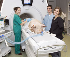 Weterynaria - Szkoła Główna Gospodarstwa Wiejskiego w Warszawie