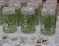 Studia rolnicze Kraków