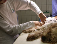 Studia weterynaryjne Kraków