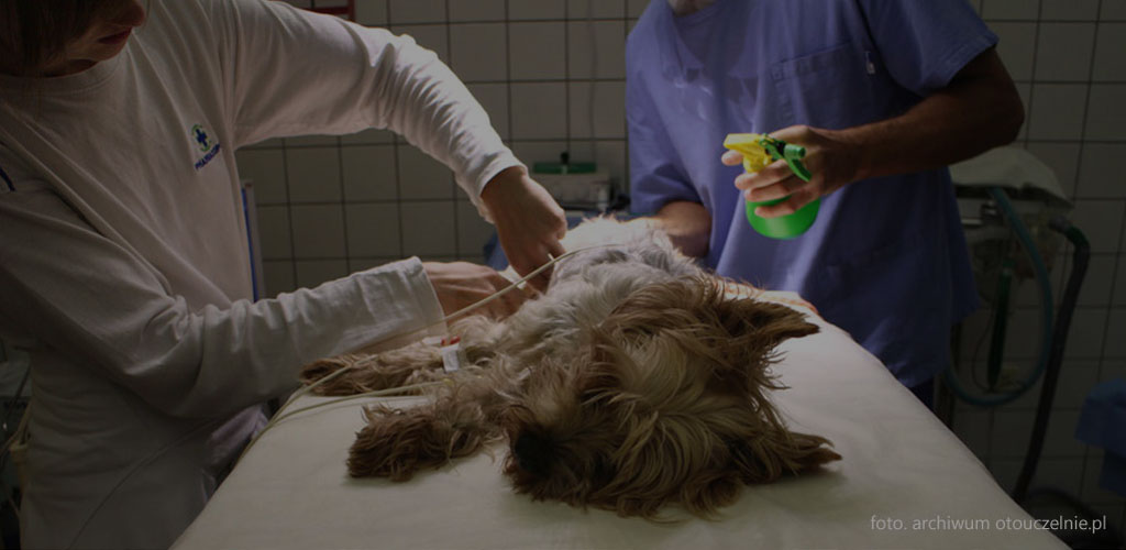 Studia weterynaryjne Kraków