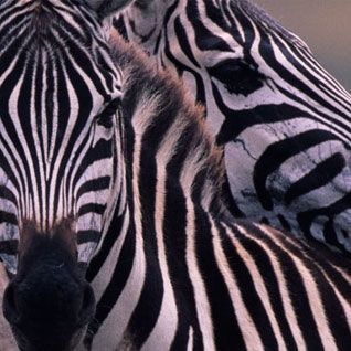 Ogrody zoologiczne i zwierzęta amatorskie
