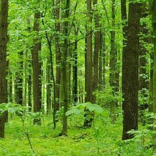 Ekoinżynieria
