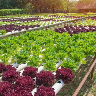 Agrobiologia studia