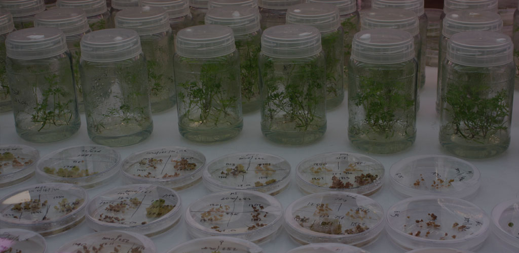 Studia rolnicze Kraków