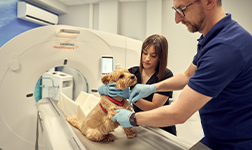 Wydział Medycyny Weterynaryjnej i Nauk o Zwierzętach UP w Poznaniu